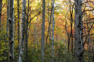 The Smokies Fantastic Fall