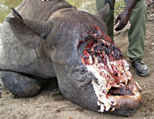 This rhino must have been slaughtered for it’s horn, like ...
