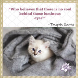 quotes about pet loss cat pet loss quotes fat cat cat pet loss quotes ...