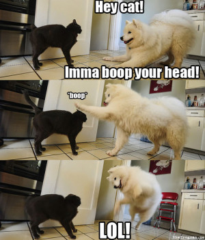 Hey cat! Imma boop our head!
