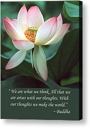 Lotus Flower Buddha Quote Canvas Print by Chris Scroggins
