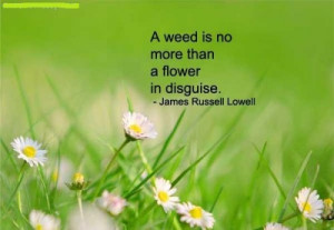 Weed Flower Best Of Gardening Quote