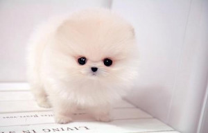 boo, cute, dog, fur, pretty, puppy, sweet, white