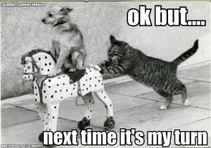 cat pushing dog on toy horse Funny dog photo with captions