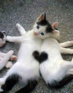 heart kittens cats cute kittens