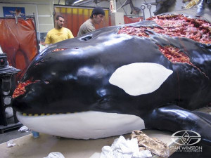 Back > Gallery For > Beached Orca