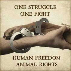 ... animal compass human freedomanim animal right fight animal abuse pit