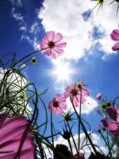 Related Pictures april flowers bring may showers amazing flowers