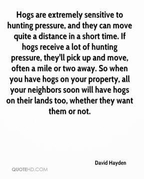 David Hayden - Hogs are extremely sensitive to hunting pressure, and ...