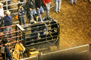 In calf roping/tie down roping, the calf started in the chute, with a ...