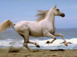 White Running Horse Wallpapers, White Horses Running Wallpapers for ...