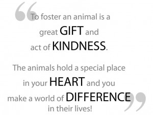 To foster an animal is a great gift and act of kindness