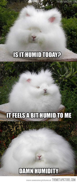Funny photos funny bunny fluffy hair
