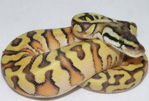 for the inferno gj the enchi inferno is definitely hot