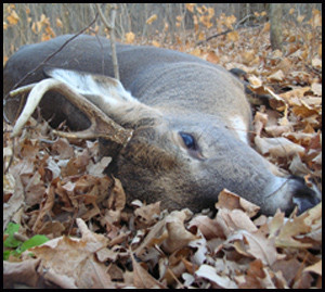 Deer Hunting Success More deer are harvested during opening weekend .