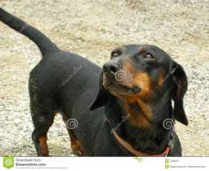 cute dachshund dog breed dog looks at his owner with adoration in ...