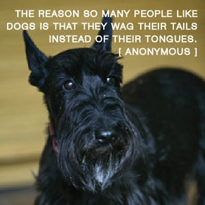 ... like dogs is that they wag their tails instead of their tongues