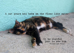 Hemingway Cat Quote Photograph