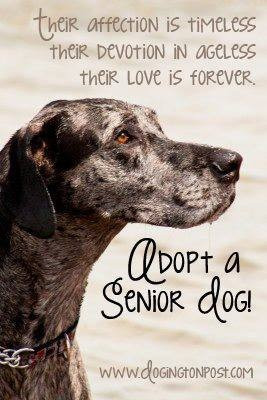 senior dogs make great pets..this looks exactly like my cubby boy. i ...
