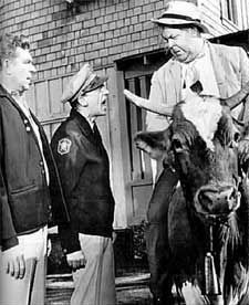Andy and Barney berate town drunk Otis Campbell for riding a cow.