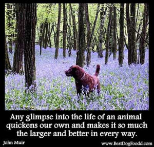 Tributes To The Dogs – Dog Sayings