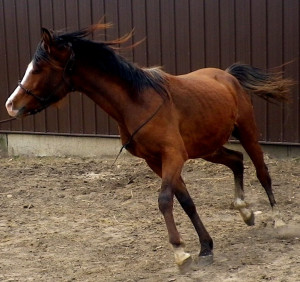 The essential joy of being with horses is that it brings us in ...