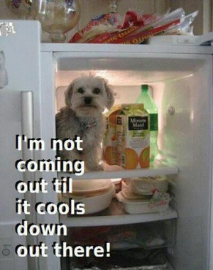 Funny dog in fridge