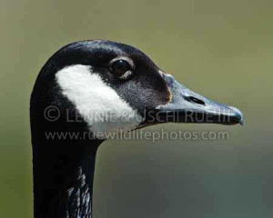 Adult Canada goose note typical white chin strap