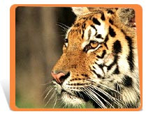 Save Indian TigerWhat Needs to be Done to Save the Tiger: