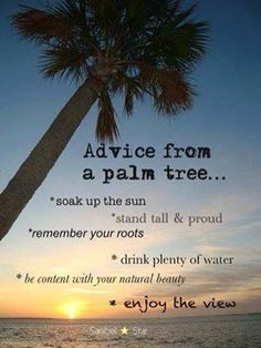 Advice from a palm tree: soak up the sun, stand tall and proud ...