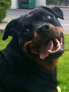 If My Rottweiler Doesn't Like You... Funny Novelty T Shirt Z12381