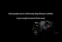 Animal Advocacy Quotes / Best Of's / by Animal Allies Rescue ...