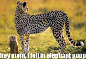 funny leopard and cub funny leopard and cub