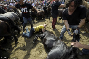 Struggle: Three Aloitadores team up together to wrestle a horse to the ...