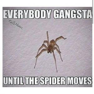 Everybody gangstaUntil the spider moves