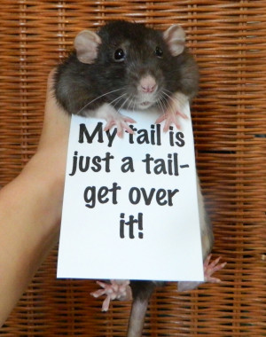 rats ratties rat facts cute rats rat protest