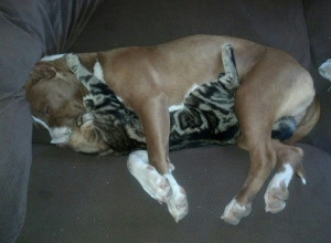 My sister's pit bull she rescued seems to get along well with her cat ...