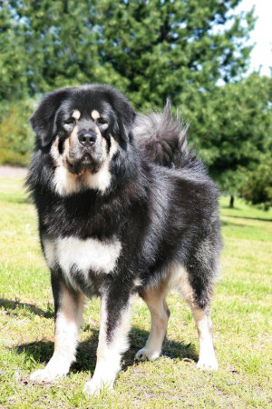 DogChannel - Dogs, Dog Breeds, Dog Breeders & Dogs for Sale