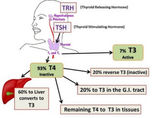 Hypothyroidism Treatment Do you take a thyroid hormone
