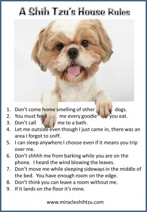 shih-tzu-house-rules.jpg