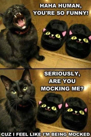 Funny cat meme lol