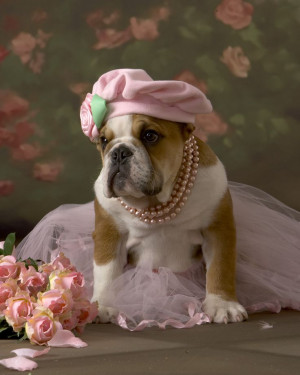 English Bulldog puppy all dressed up!: Dogs Dresses, Dogs Beds, Dogs ...