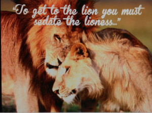 Lioness Arising