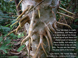 Tropical thorny plant, from Luis Devin's anthropological research in ...
