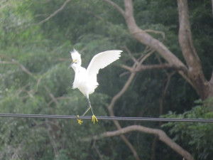 bird on a wire puerto vallarta