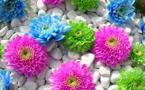 Colorful flowers in stone