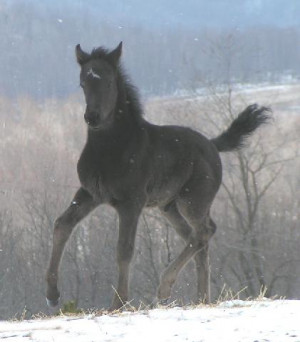 ... beautiful morgan horse pictures black beautiful morgan horse pictures