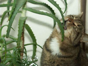 Lovely - Cuteness of Cats with Cactus