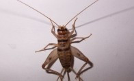 Cricket-insect