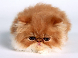 Persian Cat Pictures Gallery